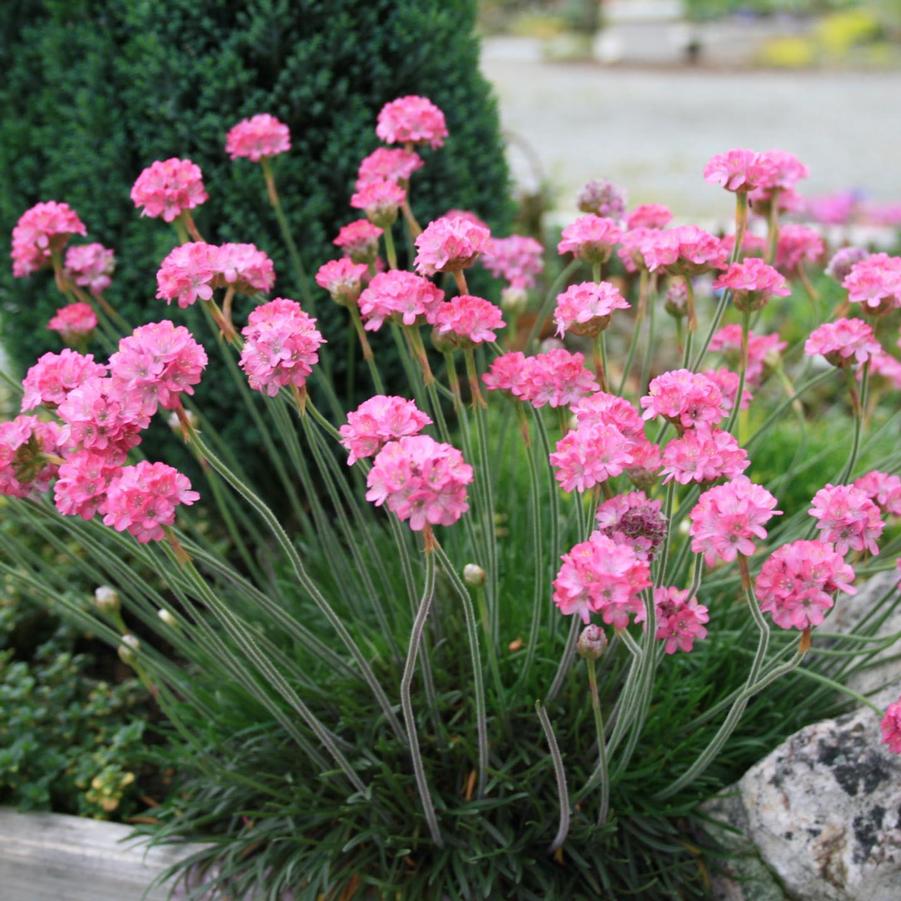 Armeria maritima Rubrifolia