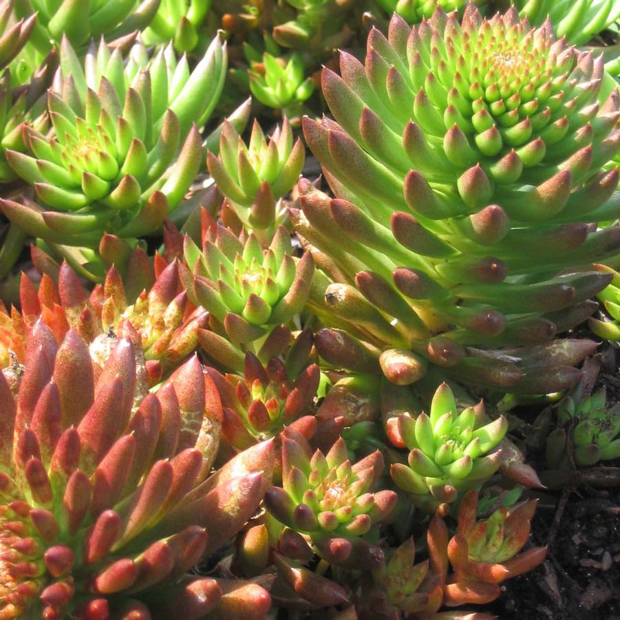 Orostachys eburnifolia 