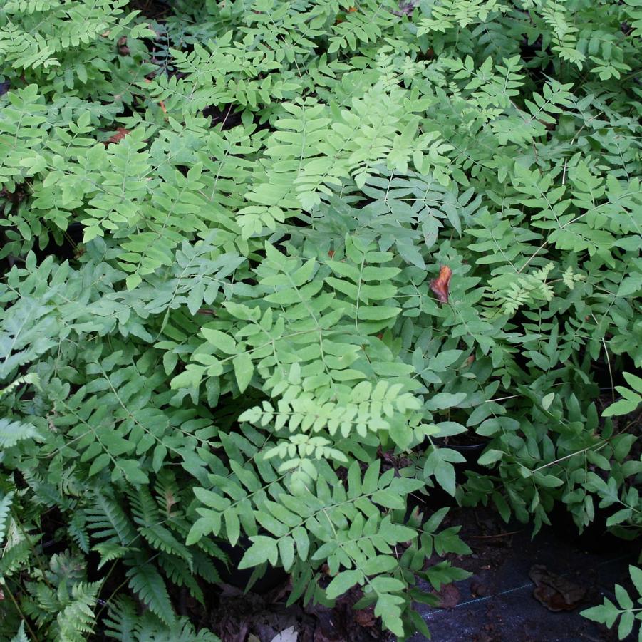 Osmunda regalis var. spectabilis 