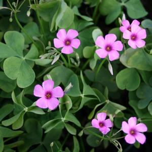 Oxalis crassipes Rosea