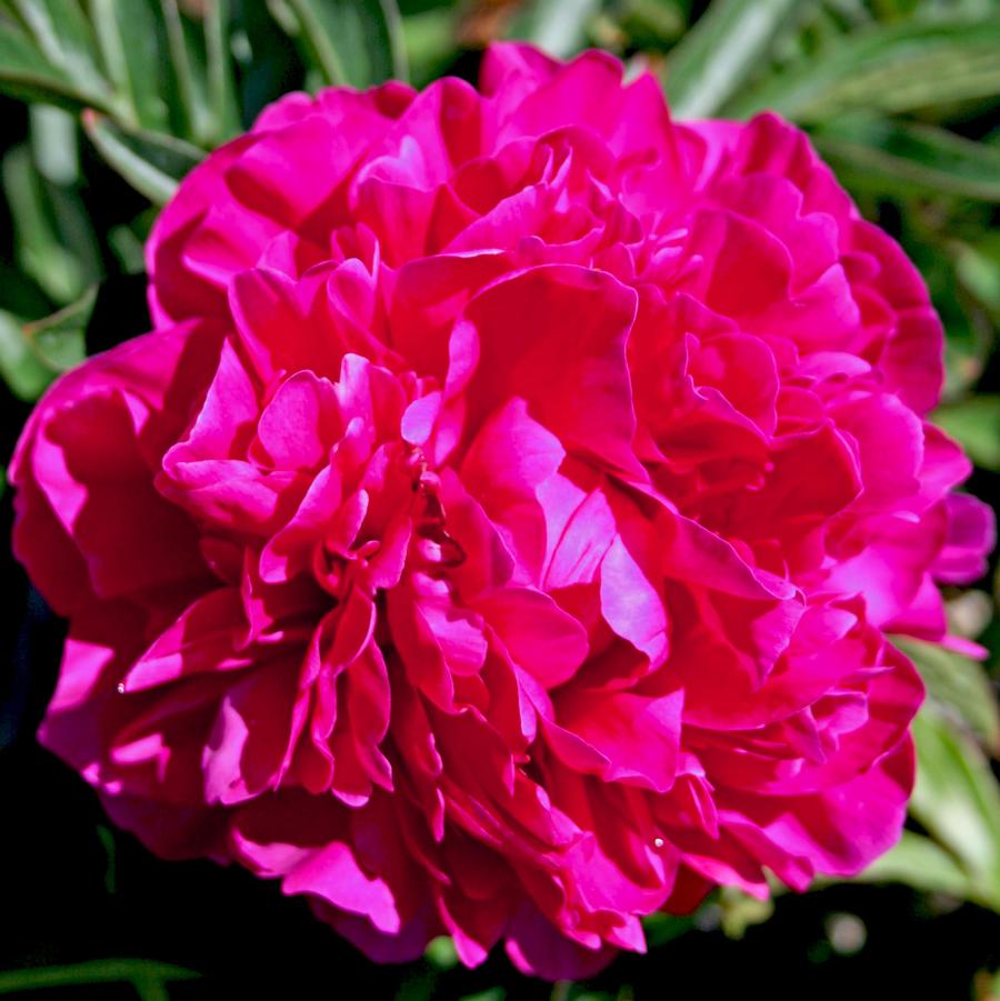 Paeonia lactiflora Kansas