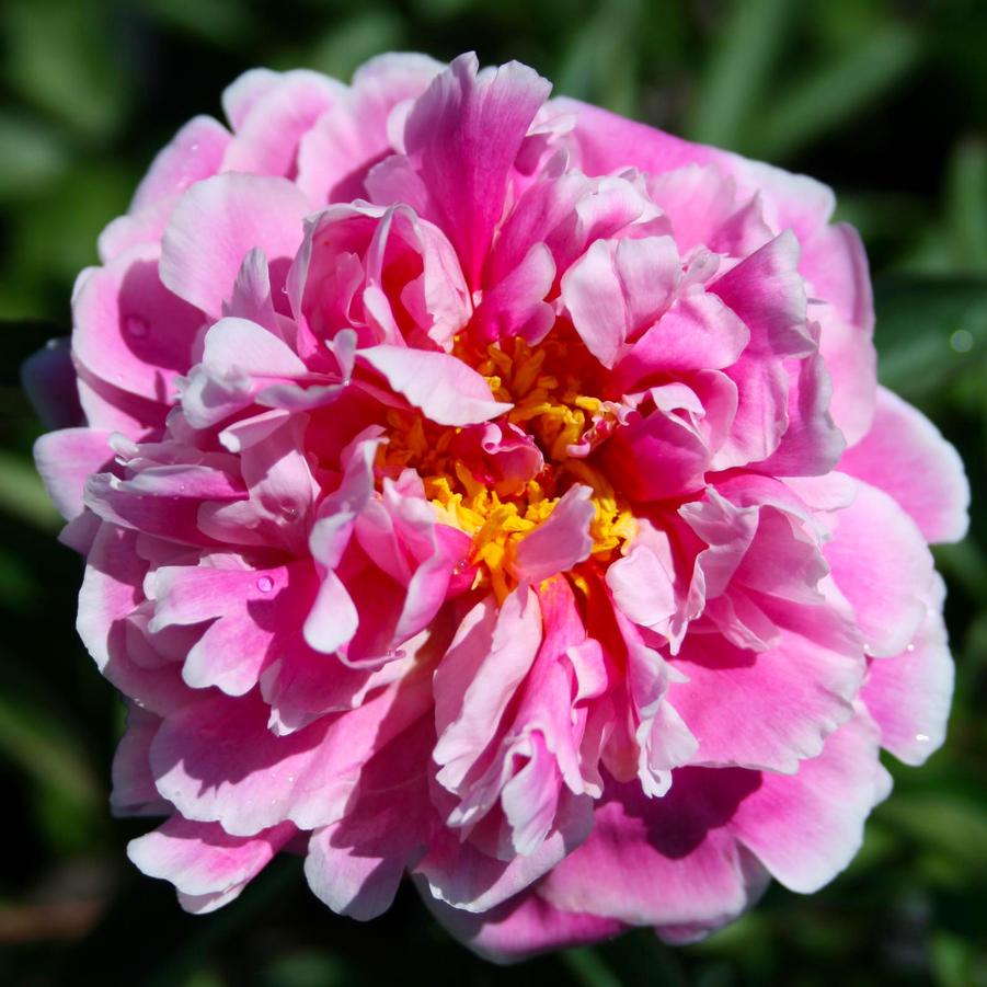 Paeonia lactiflora Koningin Wilhelmina