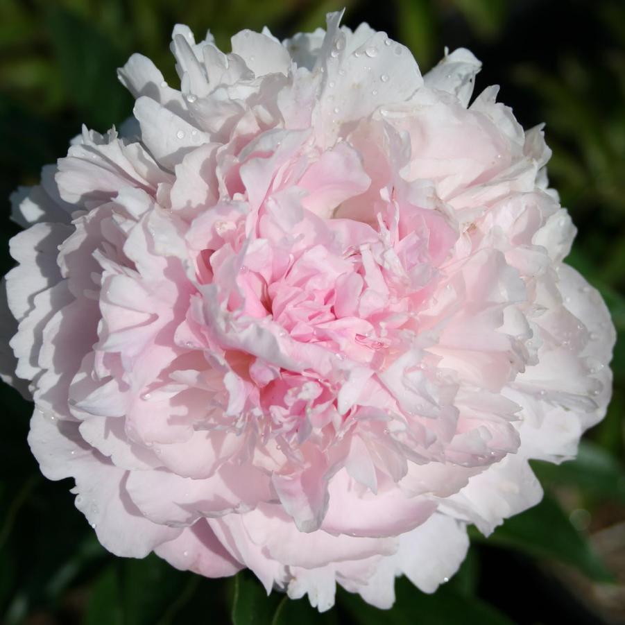 Paeonia lactiflora Lady Orchid