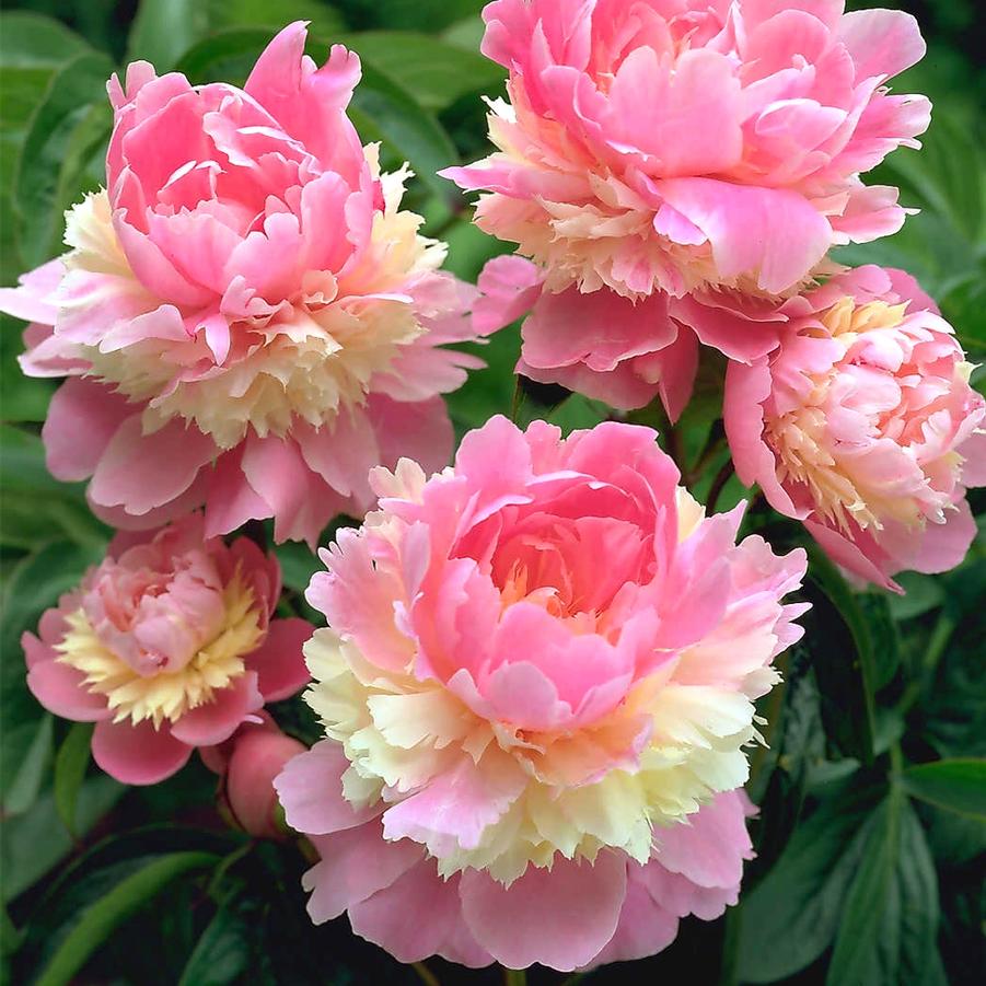 Paeonia lactiflora Sorbet