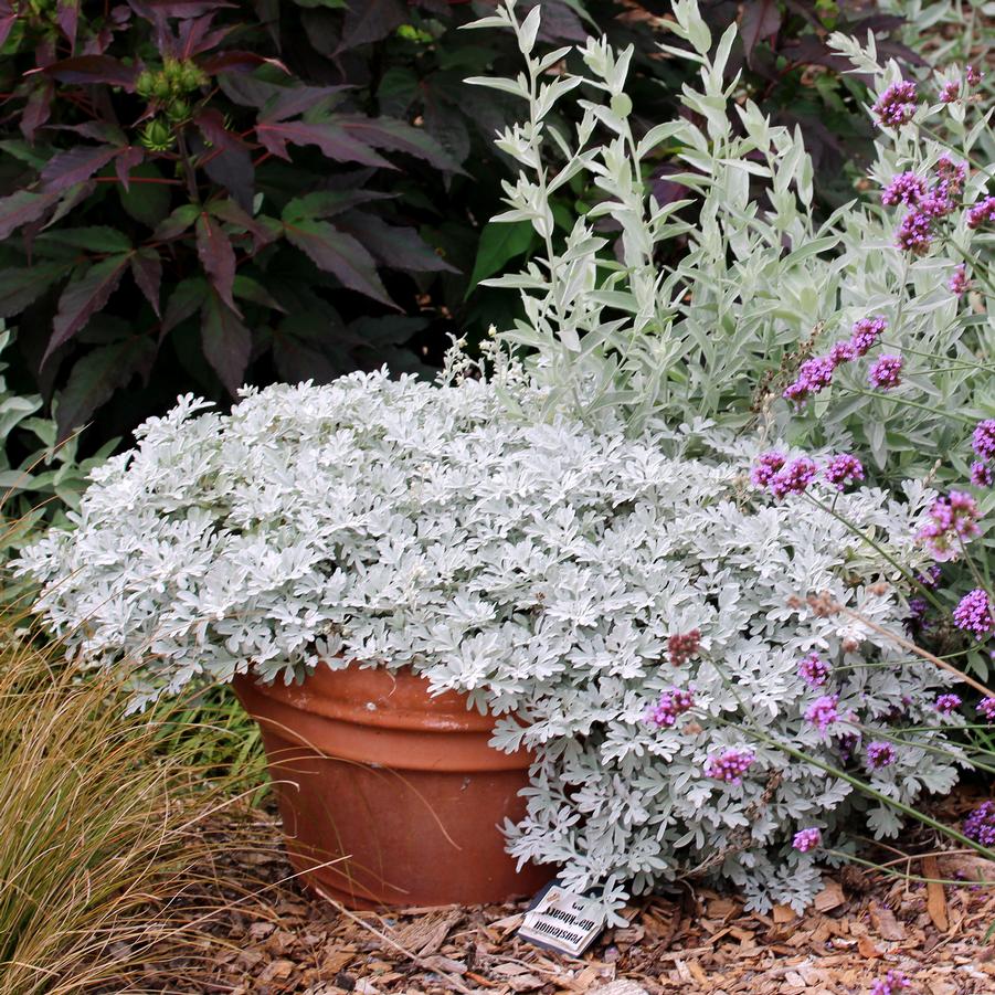 Artemisia stelleriana Silver Brocade