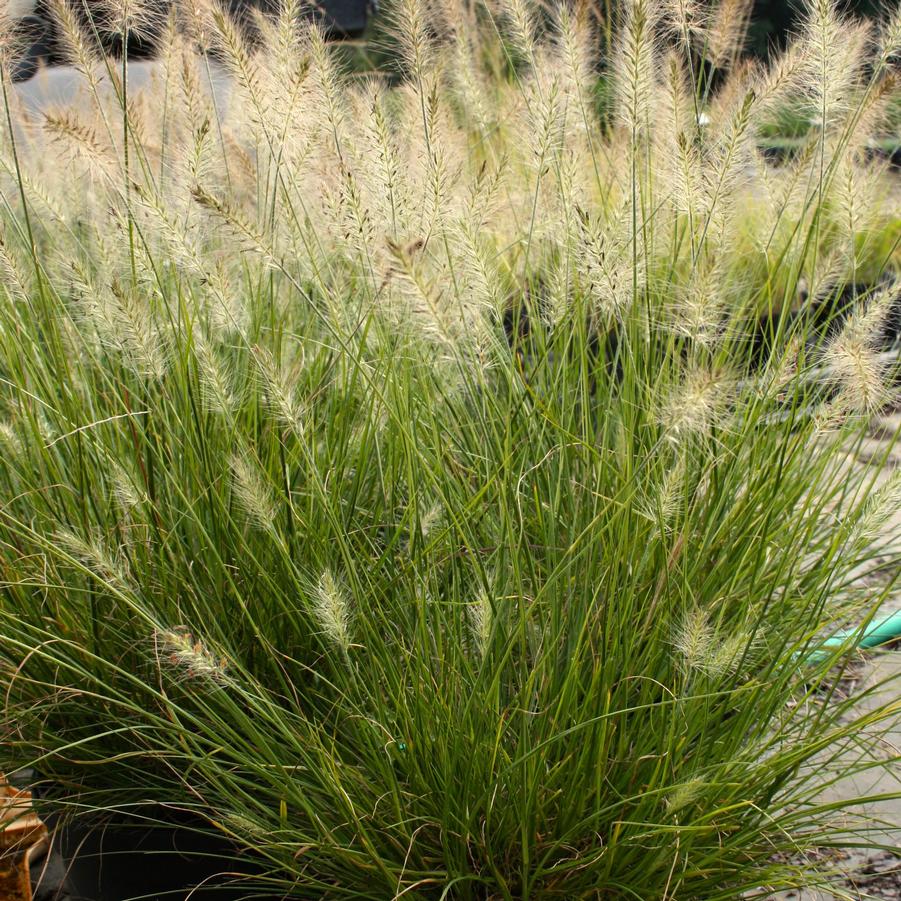 Pennisetum alopecuroides Piglet