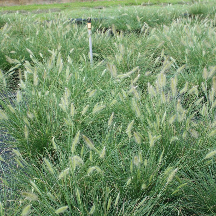 Pennisetum alopecuroides Hameln