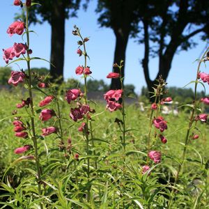 Penstemon mexicali Miniature Bells