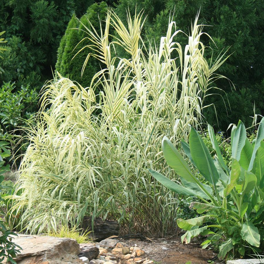 Arundo donax Peppermint Stick