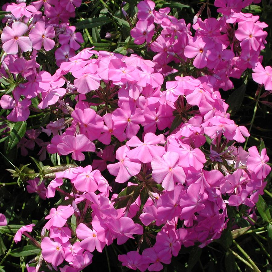 Phlox glaberrima Morris Berd