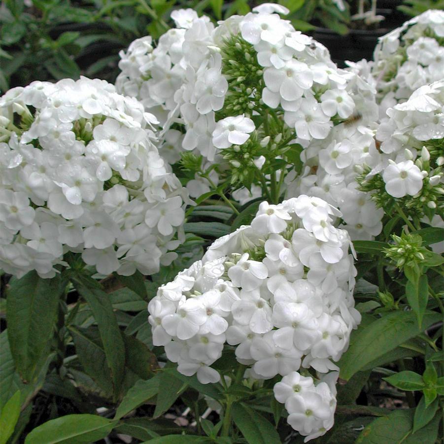 Phlox paniculata David