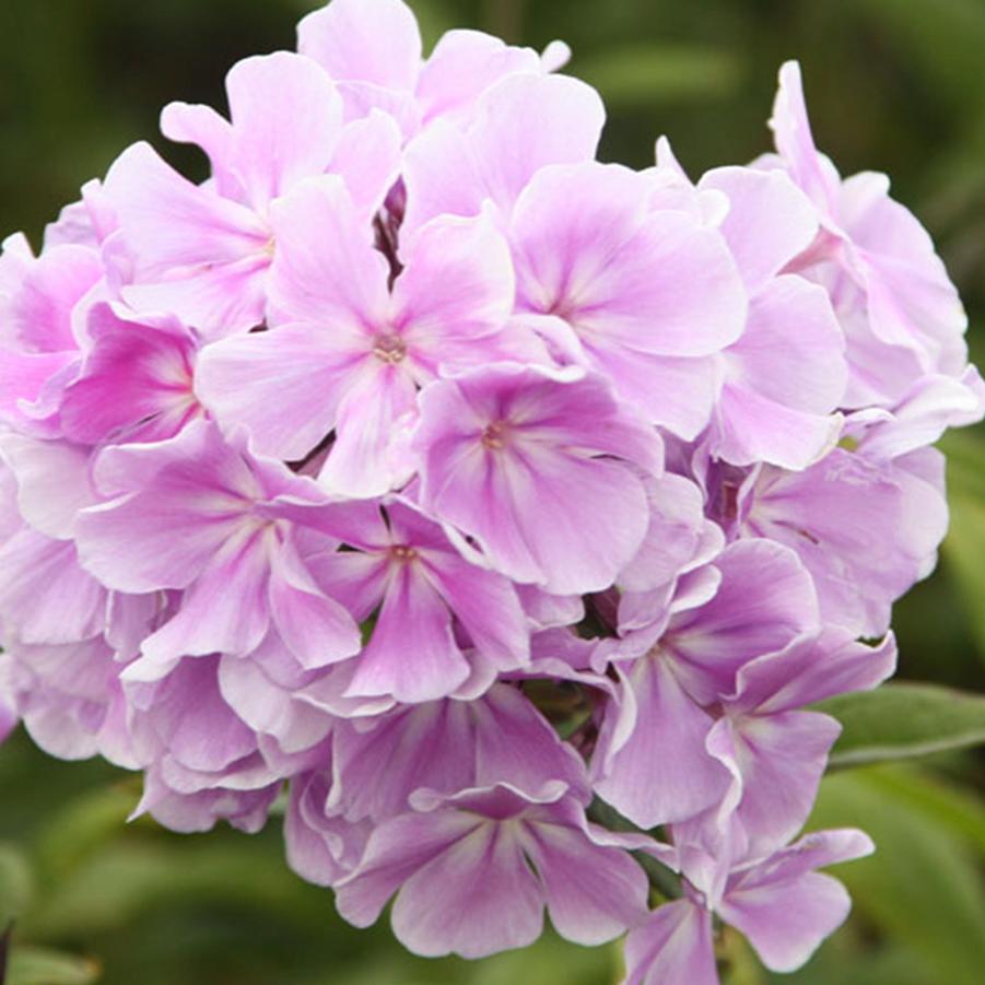 Phlox paniculata Franz Schubert