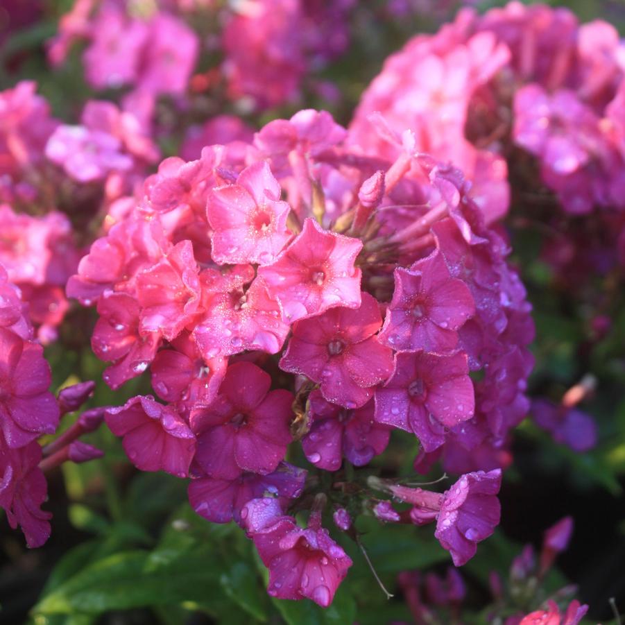 Phlox paniculata Flame Purple