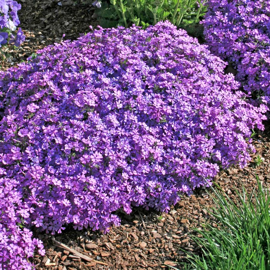 Phlox subulata Purple Beauty