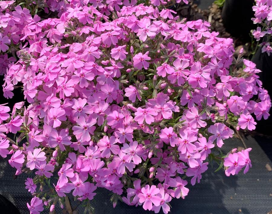 Phlox subulata Fort Hill