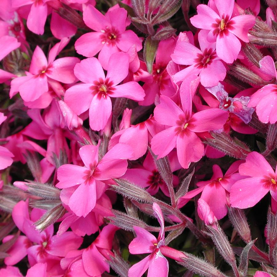 Phlox subulata Scarlet Flame