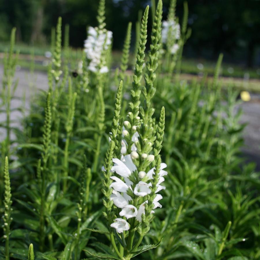 Physostegia virginiana Crystal Peak White