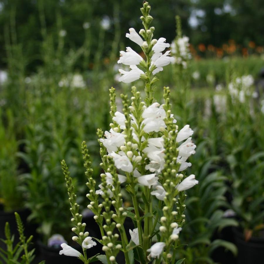 Physostegia virginiana Miss Manners