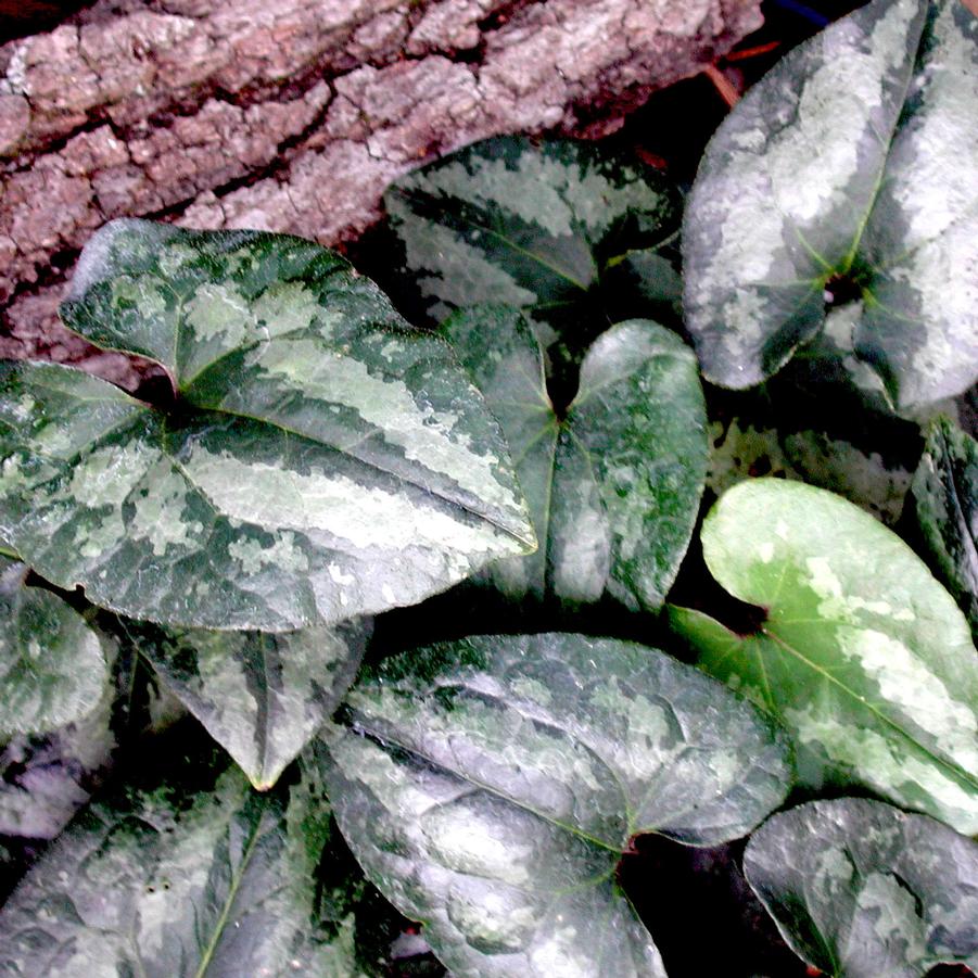 Asarum splendens Quicksilver