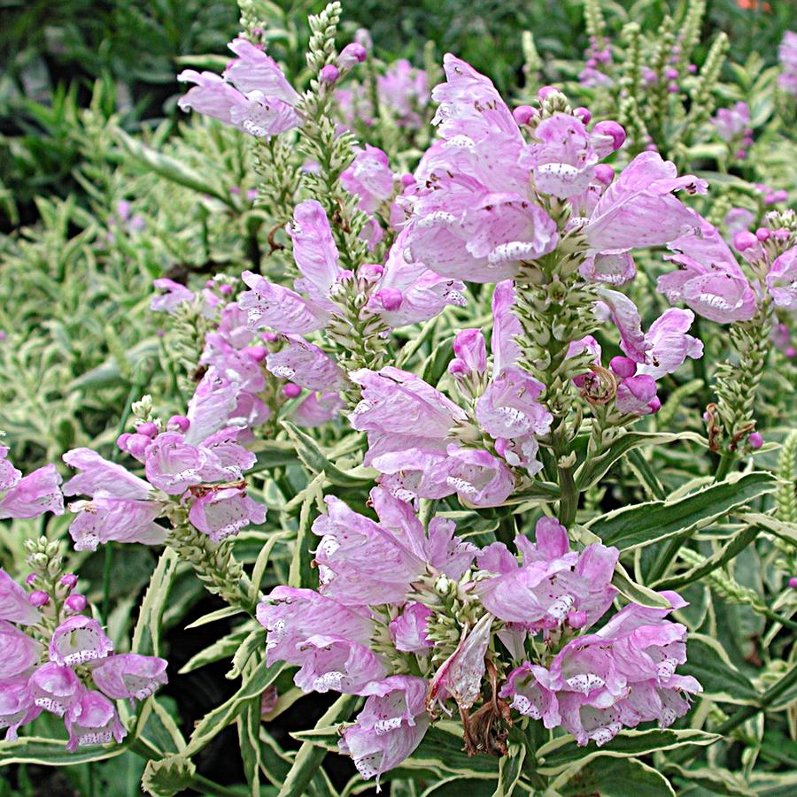 Physostegia virginiana Variegata