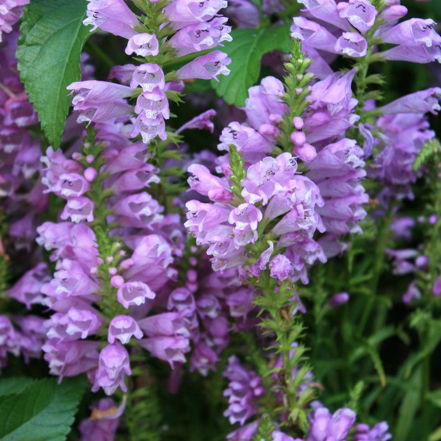 Physostegia virginiana Vivid