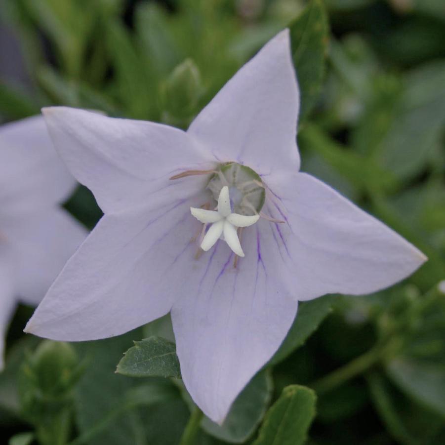 Platycodon grandiflorus Fairy Snow