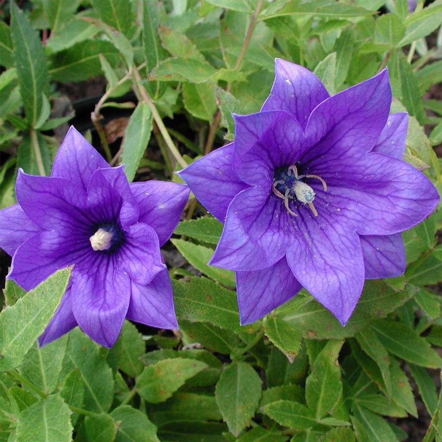 Platycodon grandiflorus 'Hakone Double Blue' Balloon Flower from Sandy ...
