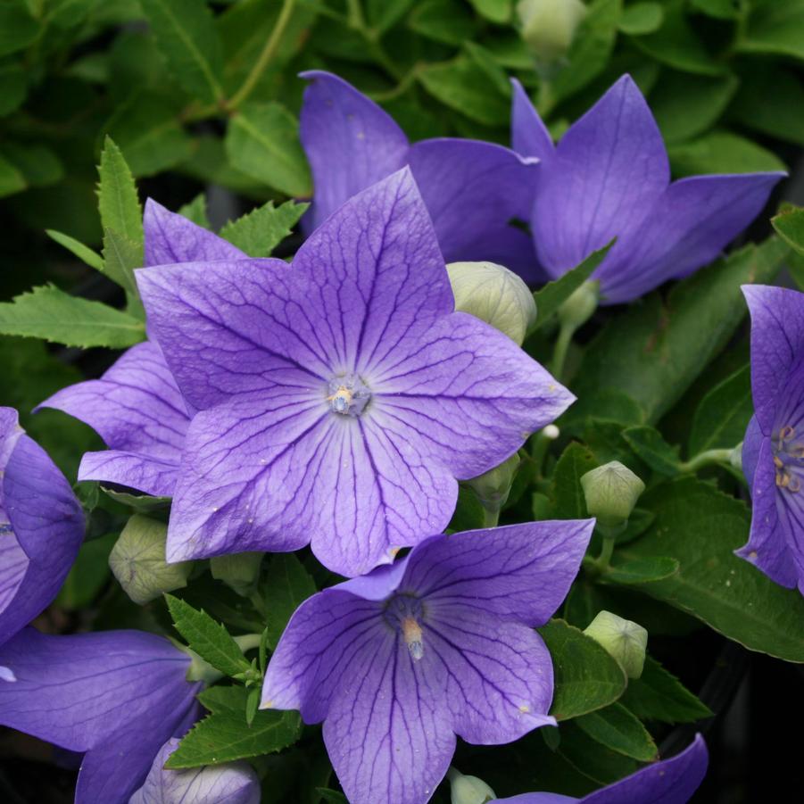 Platycodon grandiflorus Sentimental Blue