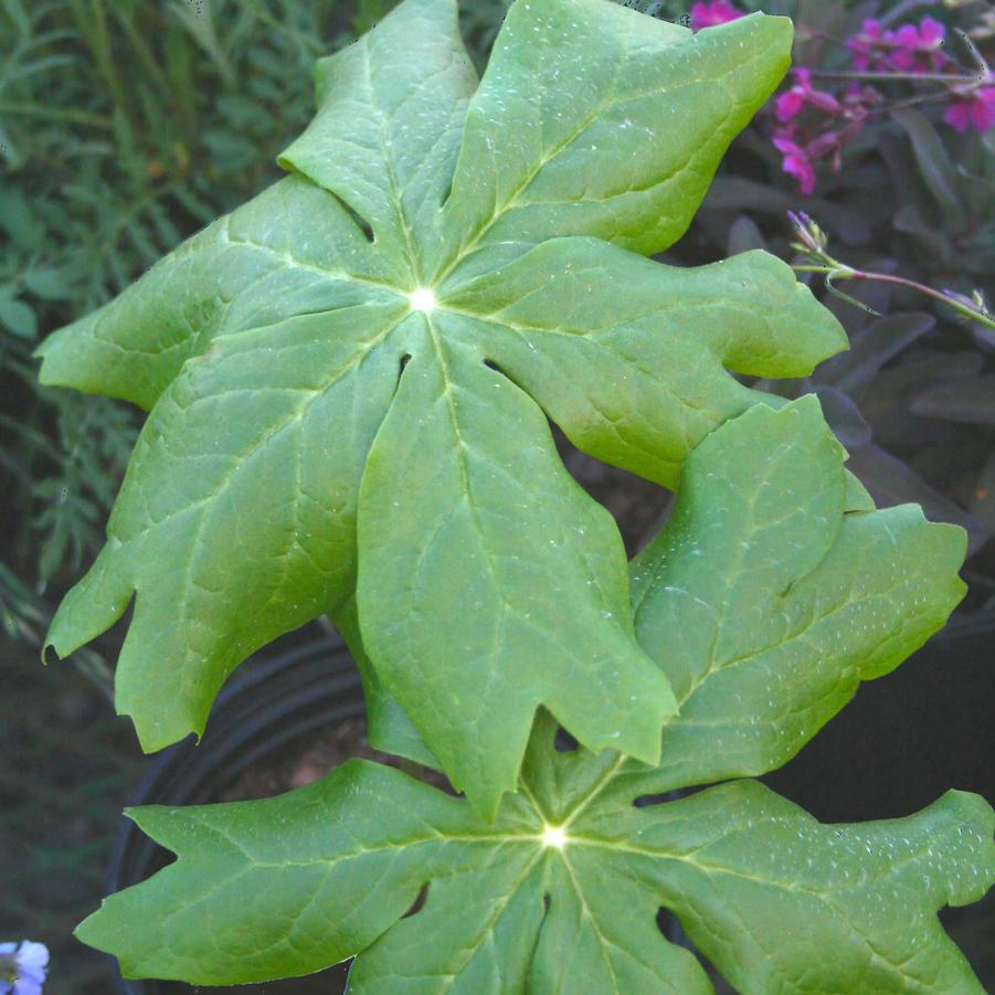 Podophyllum peltatum 