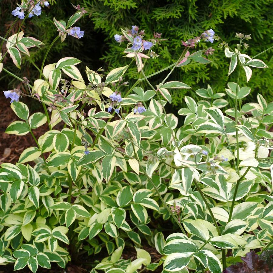 Polemonium reptans Stairway to Heaven