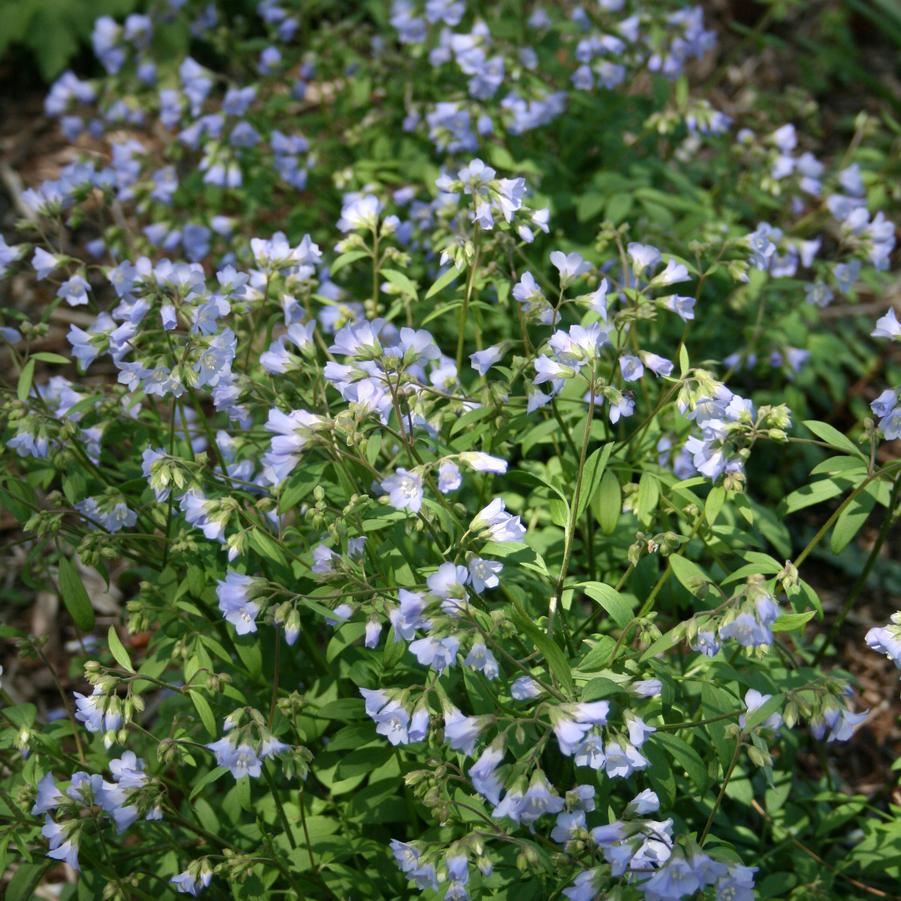 Polemonium reptans 