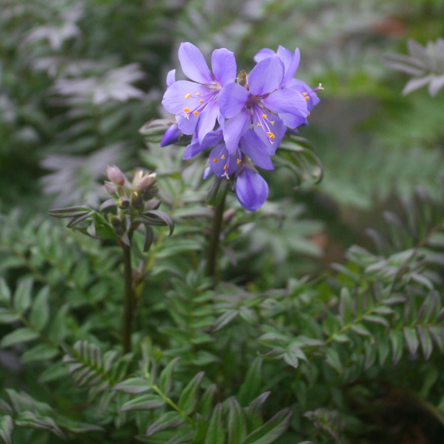 Polemonium yezoense Purple Rain Strain