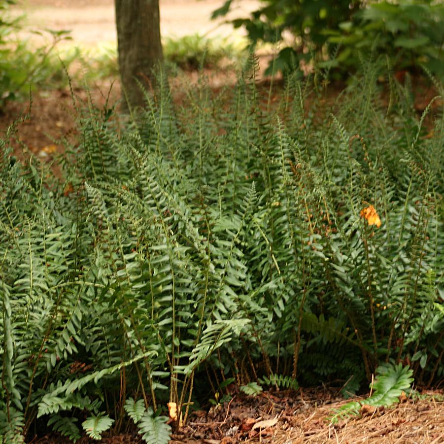 Polystichum acrostichoides 