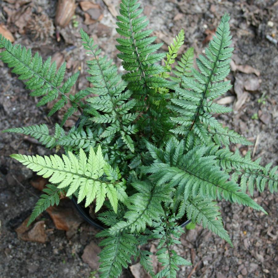 Polystichum tsus-simense 