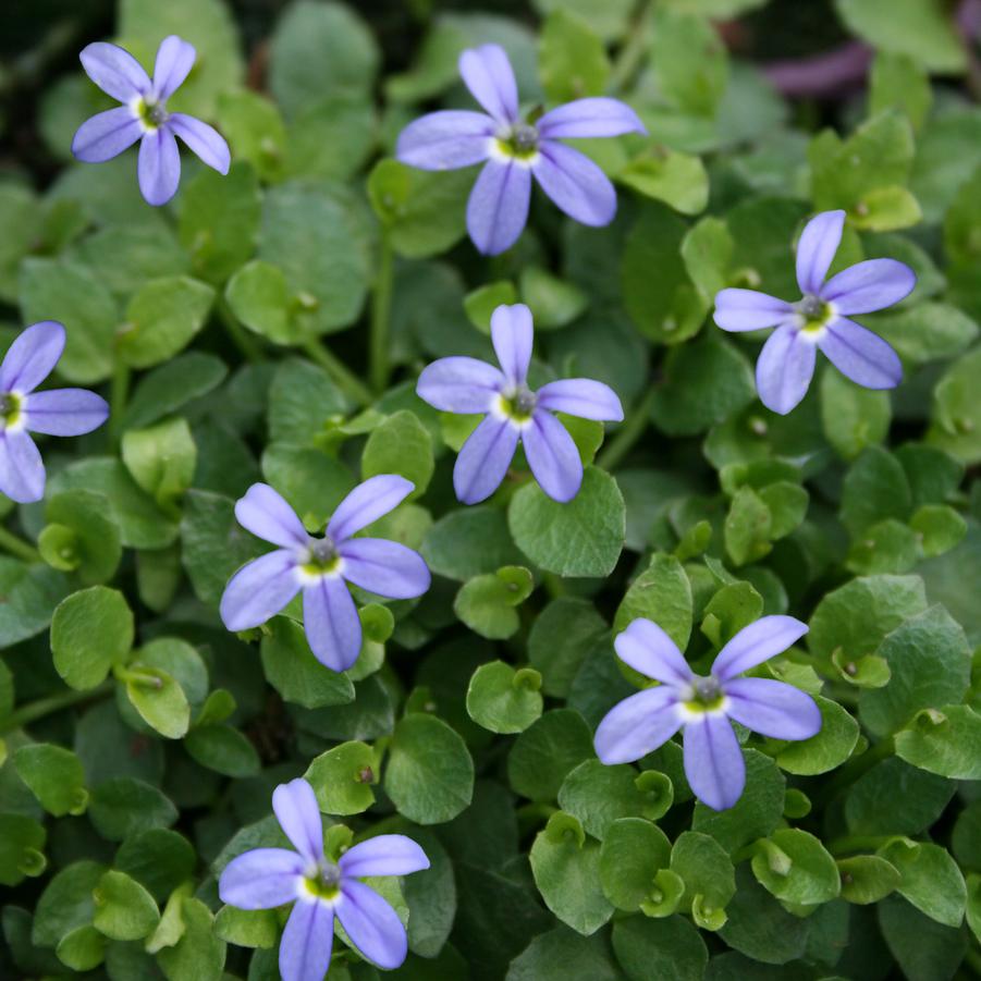 Pratia pedunculata County Park