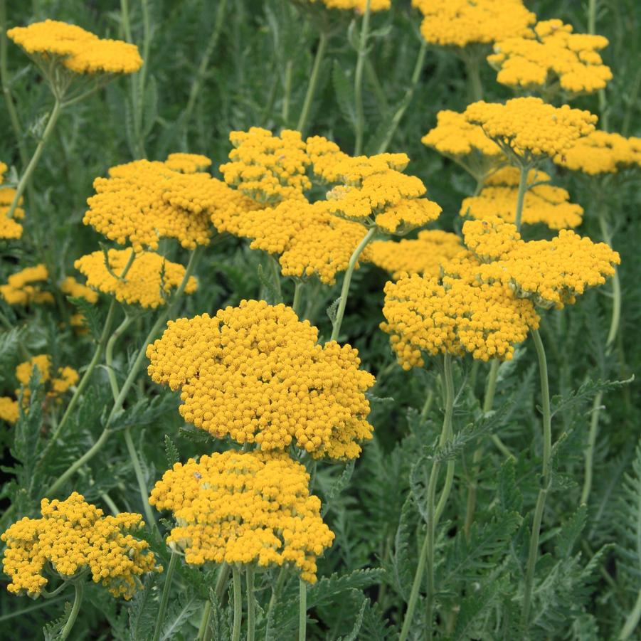 Achillea filipendulina 'Coronation Gold' Yarrow from Sandy's Plants