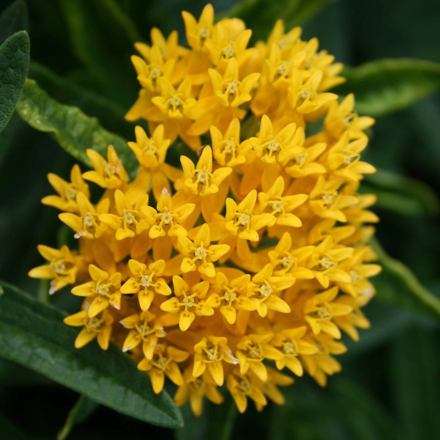 Asclepias tuberosa Hello Yellow