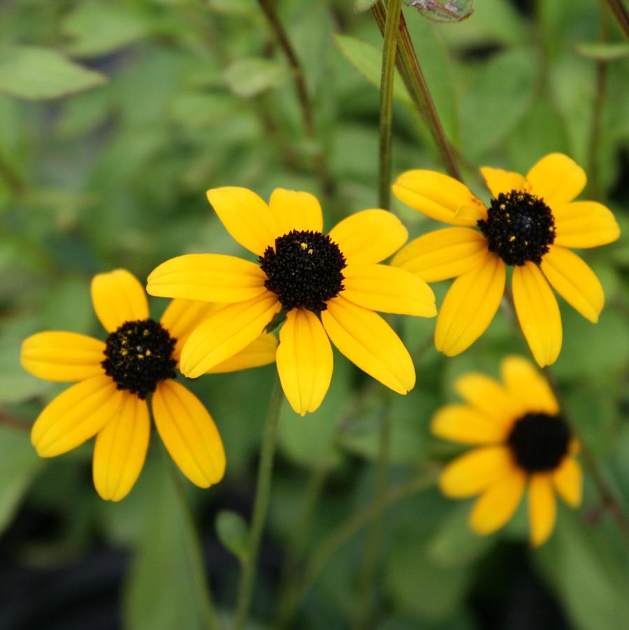 Rudbeckia fulgida var. fulgida 