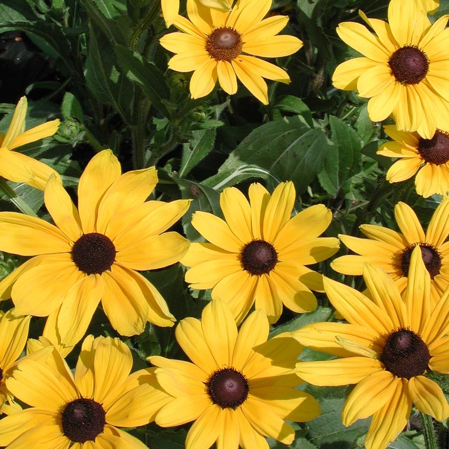 Rudbeckia hirta Indian Summer