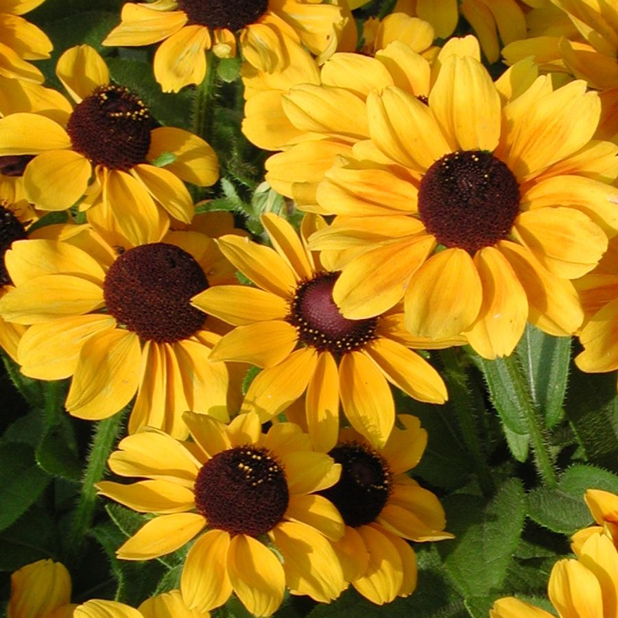 Rudbeckia hirta Toto