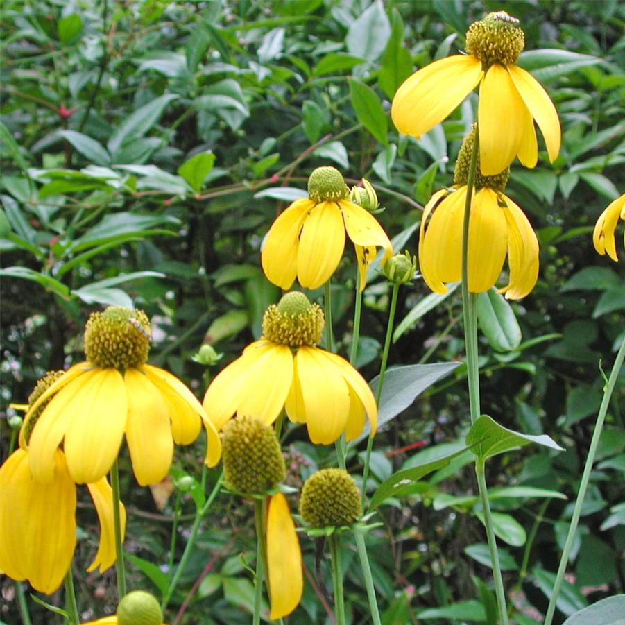 Rudbeckia lacianata Herbstonne