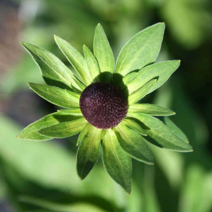 Rudbeckia occidentalis Green Wizard