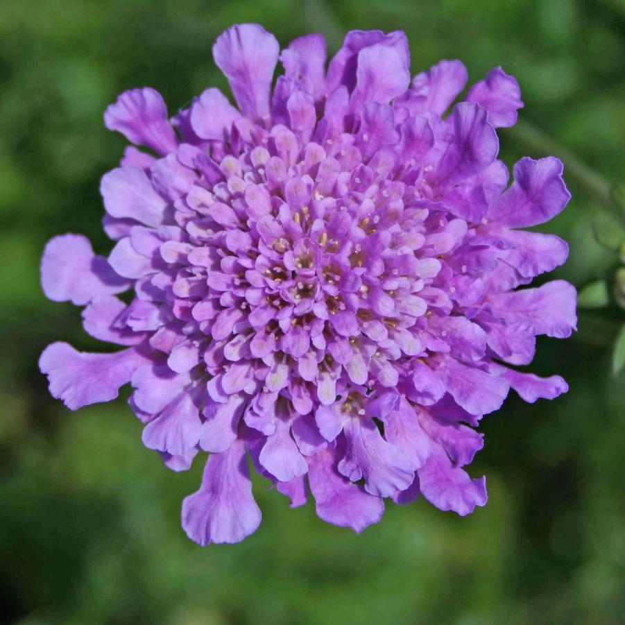 Scabiosa columbaria 'Vivid Violet' Pincushion Flower from Sandy's Plants