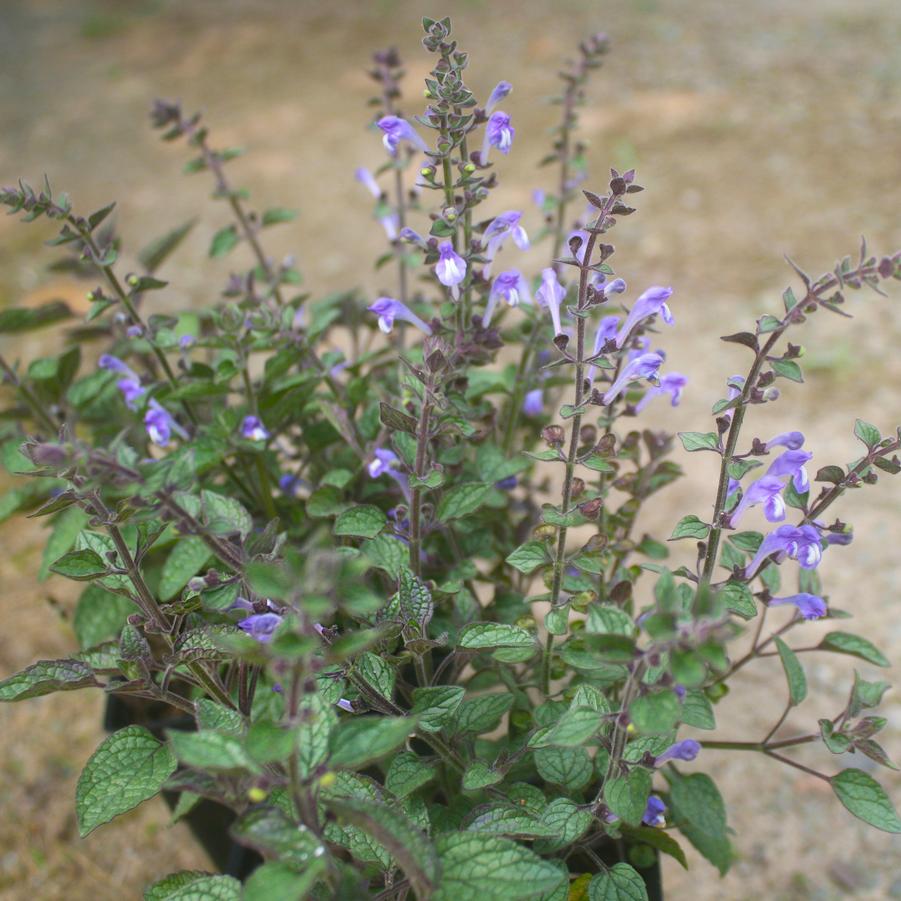 Scutellaria ovata 