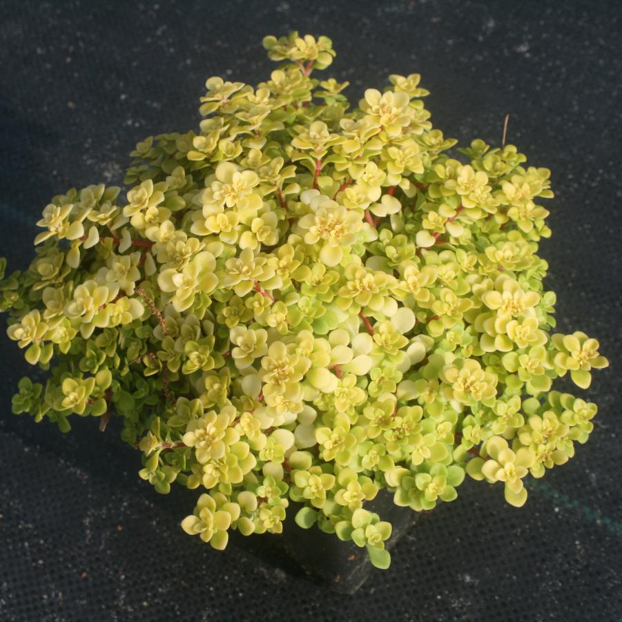 Sedum makinoi Ogon