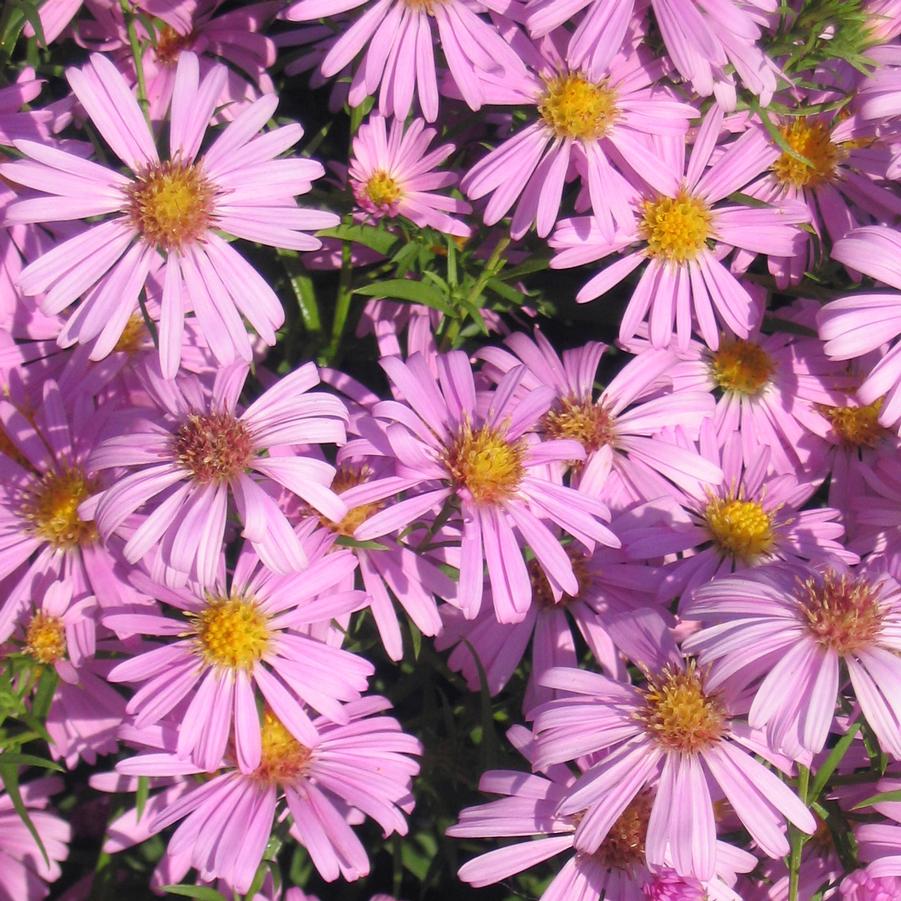 Aster (Symphyotrichum) dumosum Wood's Pink