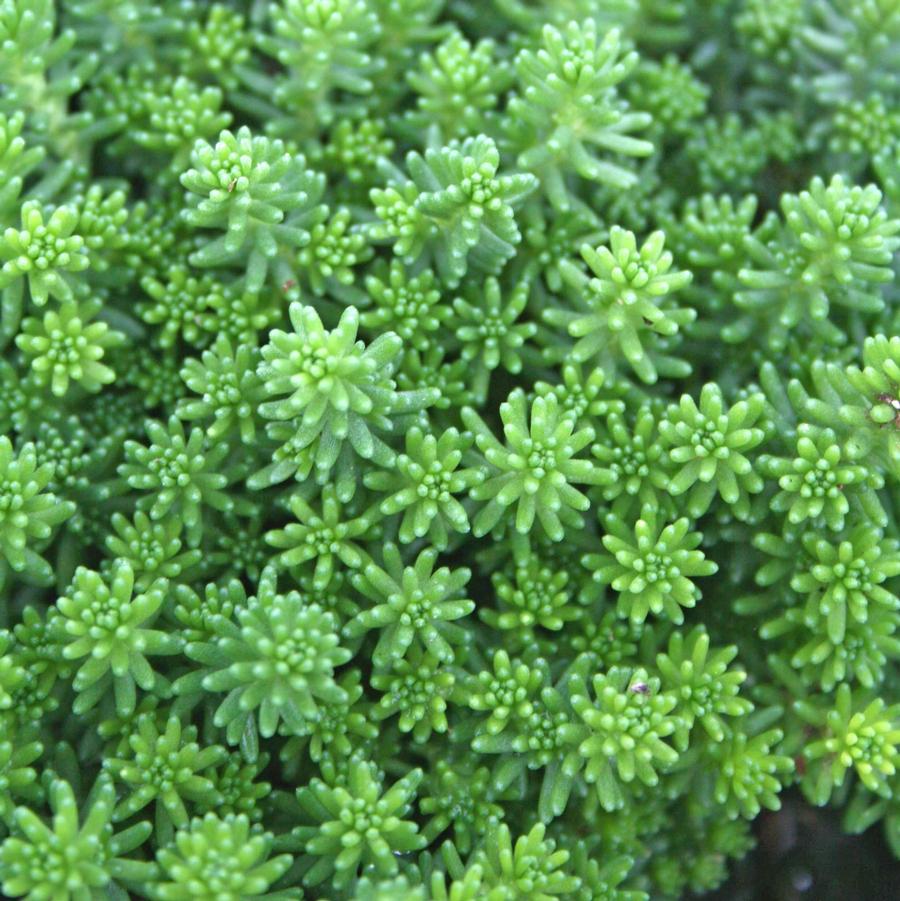 Sedum acre 