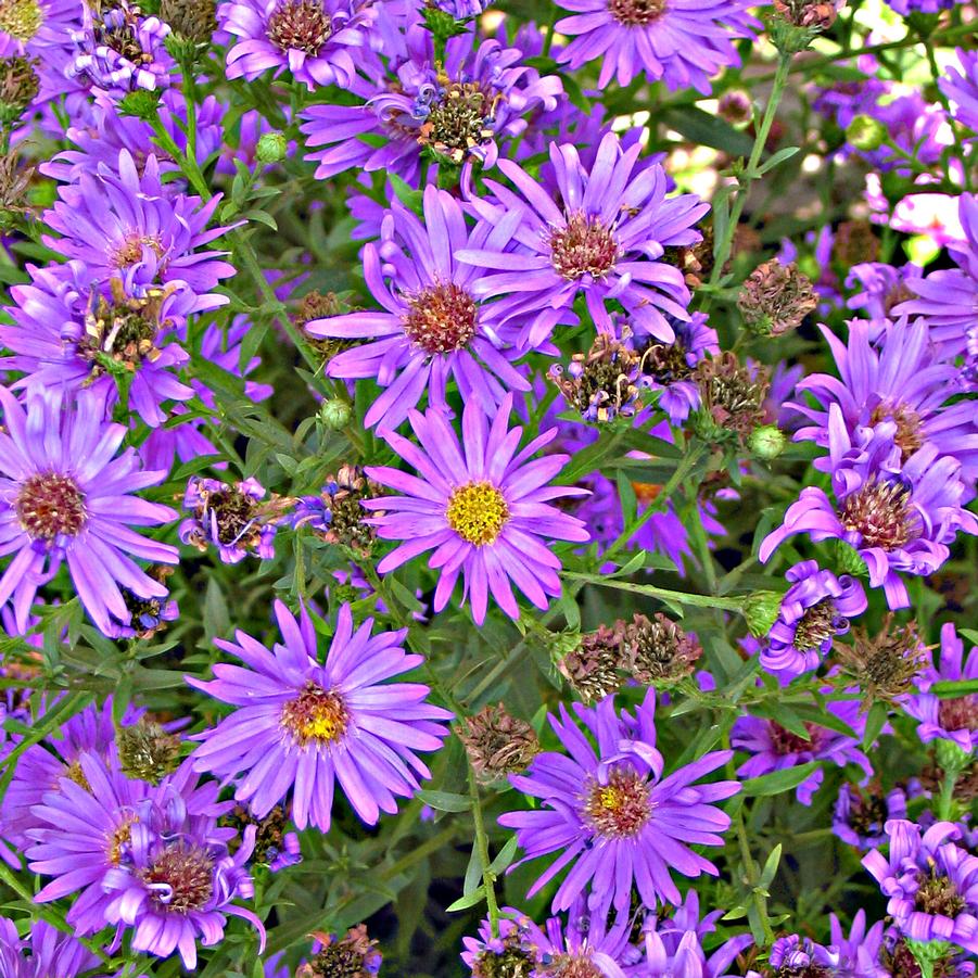 Aster (Symphyotrichum) dumosum Wood's Purple