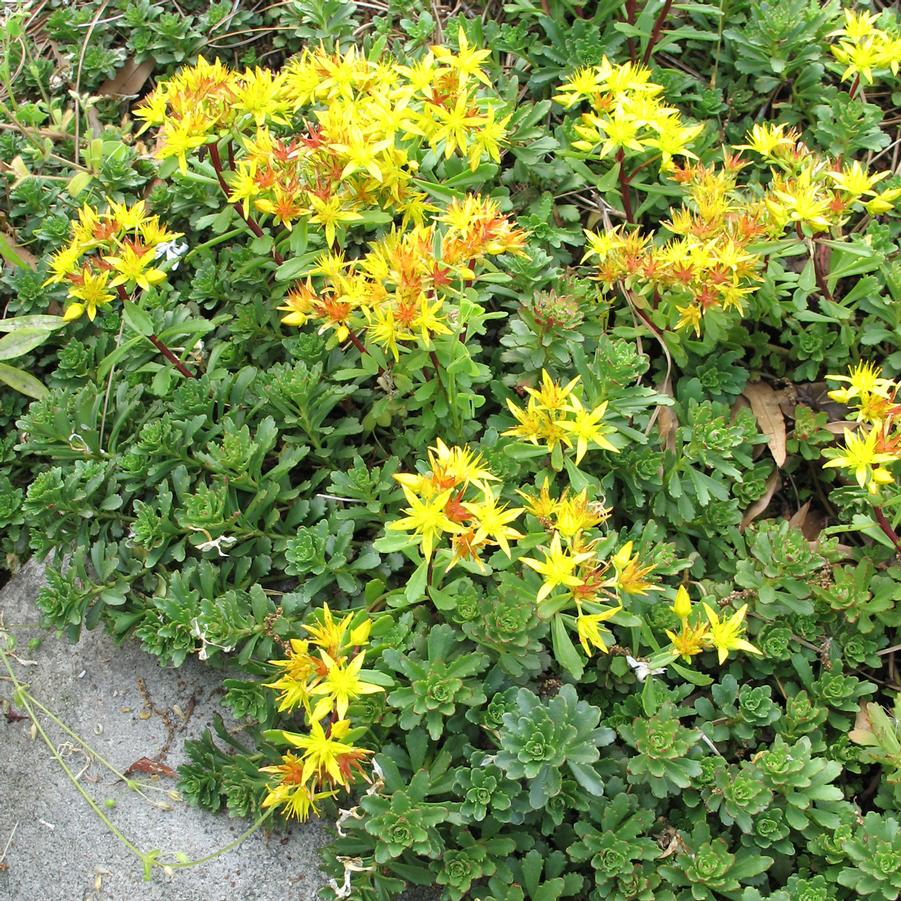 Sedum floriferum Weihenstephaner Gold