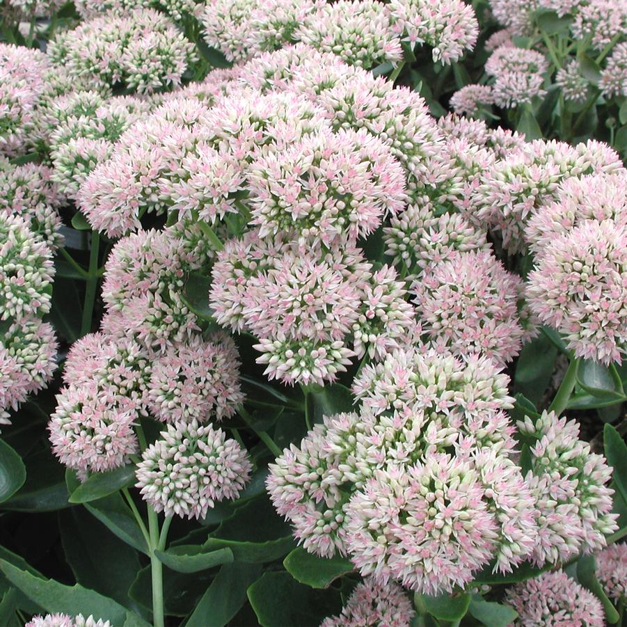 Sedum spectabile Autumn Joy